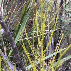 Omphacomeria acerba at Paddys River, ACT - 15 Aug 2024 01:50 PM