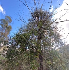 Eucalyptus radiata subsp. robertsonii (Robertson's Peppermint) at Paddys River, ACT - 15 Aug 2024 by Tapirlord