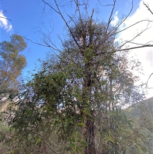 Eucalyptus radiata subsp. robertsonii at Paddys River, ACT - 15 Aug 2024 01:48 PM