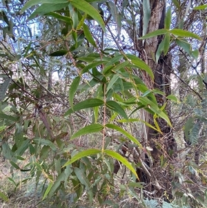 Eucalyptus radiata subsp. robertsonii at Paddys River, ACT - 15 Aug 2024