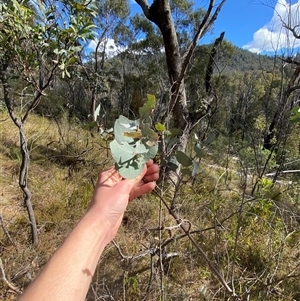 Eucalyptus nortonii at Paddys River, ACT - 15 Aug 2024