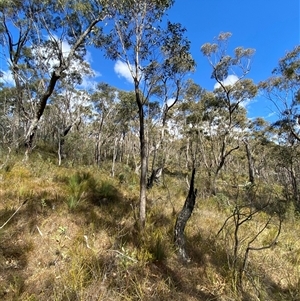 Eucalyptus nortonii at Paddys River, ACT - 15 Aug 2024