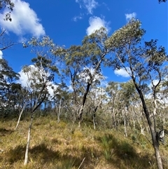 Eucalyptus nortonii at Paddys River, ACT - 15 Aug 2024