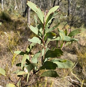 Acacia obliquinervia (Mountain Hickory) at Paddys River, ACT by Tapirlord