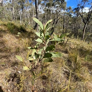 Acacia obliquinervia at Paddys River, ACT - 15 Aug 2024 01:44 PM