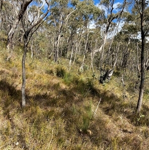 Xanthorrhoea glauca subsp. angustifolia at Paddys River, ACT - 15 Aug 2024