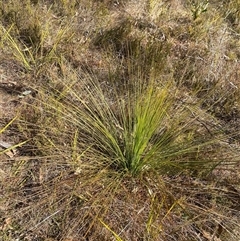 Xanthorrhoea glauca subsp. angustifolia at Paddys River, ACT - suppressed
