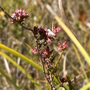 Leucopogon virgatus at Paddys River, ACT - 15 Aug 2024