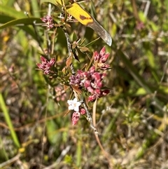 Leucopogon virgatus at Paddys River, ACT - 15 Aug 2024