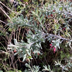 Grevillea lanigera at Paddys River, ACT - 15 Aug 2024