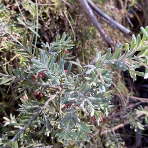 Grevillea lanigera at Paddys River, ACT - 15 Aug 2024