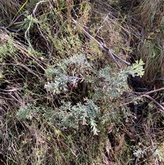 Grevillea lanigera at Paddys River, ACT - 15 Aug 2024