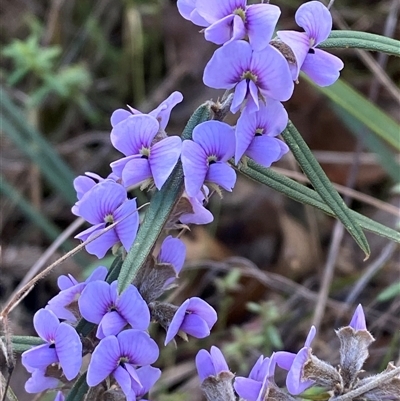 Hovea heterophylla (Common Hovea) at Paddys River, ACT - 15 Aug 2024 by Tapirlord