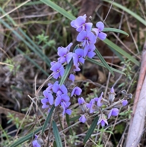 Hovea heterophylla at Paddys River, ACT - 15 Aug 2024 01:21 PM