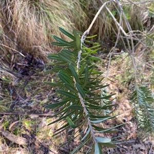 Banksia marginata (Silver Banksia) at Paddys River, ACT by Tapirlord