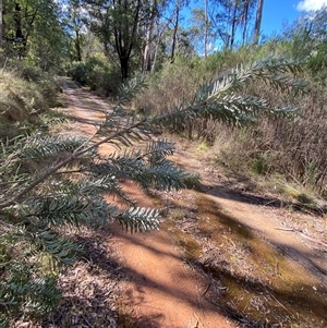 Banksia marginata at Paddys River, ACT - 15 Aug 2024