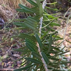 Banksia marginata at Paddys River, ACT - 15 Aug 2024