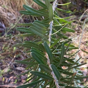 Banksia marginata at Paddys River, ACT - 15 Aug 2024