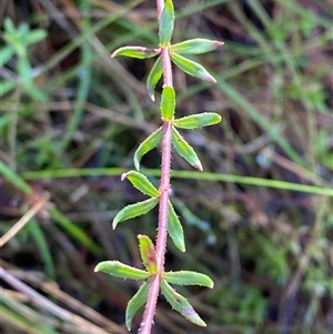 Tetratheca bauerifolia at Paddys River, ACT - 15 Aug 2024