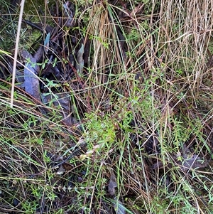 Tetratheca bauerifolia at Paddys River, ACT - 15 Aug 2024 12:11 PM