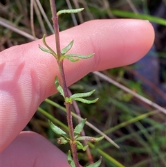 Tetratheca bauerifolia at Paddys River, ACT - 15 Aug 2024