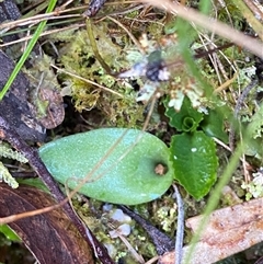 Eriochilus cucullatus (Parson's Bands) at Paddys River, ACT - 15 Aug 2024 by Tapirlord