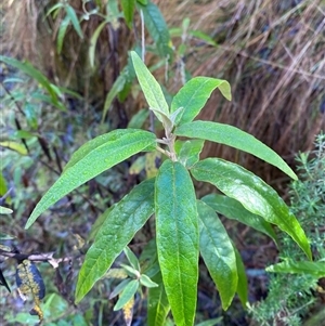 Olearia lirata at Paddys River, ACT - 15 Aug 2024