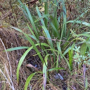 Dianella tasmanica at Paddys River, ACT - 15 Aug 2024