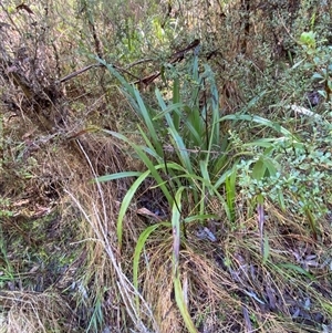 Dianella tasmanica at Paddys River, ACT - 15 Aug 2024