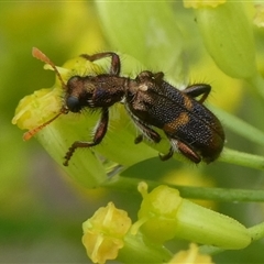 Eleale pulchra (Clerid beetle) at Charleys Forest, NSW - 30 Nov 2024 by arjay