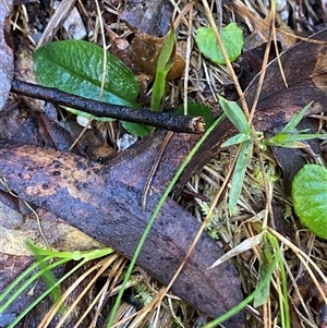 Pterostylis pedunculata at Paddys River, ACT - suppressed