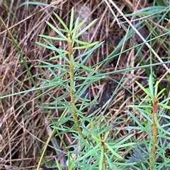 Gompholobium huegelii (pale wedge–pea) at Paddys River, ACT - 15 Aug 2024 by Tapirlord