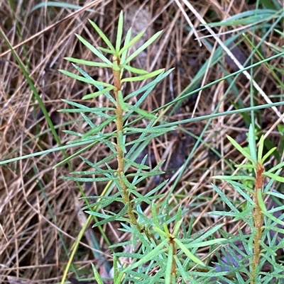 Gompholobium huegelii (pale wedge–pea) at Paddys River, ACT - 15 Aug 2024 by Tapirlord