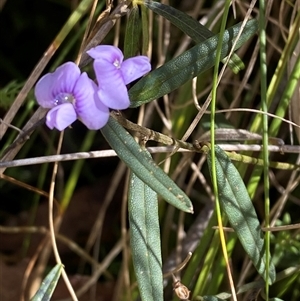 Hovea heterophylla at Paddys River, ACT - 15 Aug 2024 11:34 AM