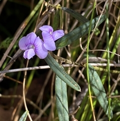 Hovea heterophylla at Paddys River, ACT - 15 Aug 2024 11:34 AM