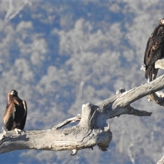 Aquila audax (Wedge-tailed Eagle) at Kambah, ACT - 1 Dec 2024 by HelenCross