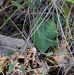 Eriochilus cucullatus (Parson's Bands) at Paddys River, ACT - 15 Aug 2024 by Tapirlord