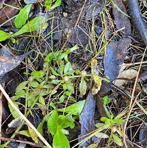 Centipeda elatinoides at Paddys River, ACT - 15 Aug 2024