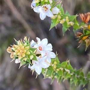 Epacris breviflora (Drumstick Heath) at Paddys River, ACT by Tapirlord