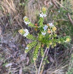 Epacris breviflora at Paddys River, ACT - 15 Aug 2024