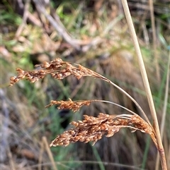 Juncus sarophorus (Broom Rush) at Paddys River, ACT - 15 Aug 2024 by Tapirlord