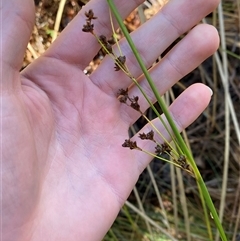 Juncus vaginatus (Clustered Rush) at Paddys River, ACT - 15 Aug 2024 by Tapirlord