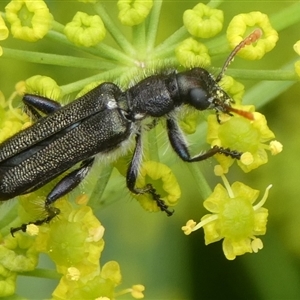 Eleale simplex (Clerid beetle) at Charleys Forest, NSW by arjay