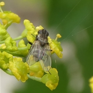 Helina sp. (genus) at Charleys Forest, NSW - suppressed