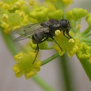 Helina sp. (genus) at Charleys Forest, NSW - suppressed