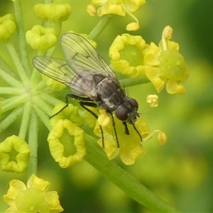 Helina sp. (genus) at Charleys Forest, NSW - suppressed