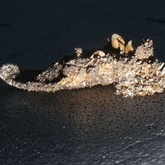 Psychidae (family) IMMATURE (Unidentified case moth or bagworm) at Charleys Forest, NSW - 28 Nov 2024 by arjay