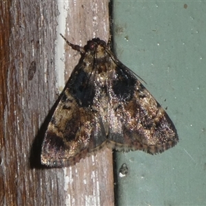 Orthaga atribasalis (A Pyralid moth (Epipaschiinae) at Charleys Forest, NSW by arjay