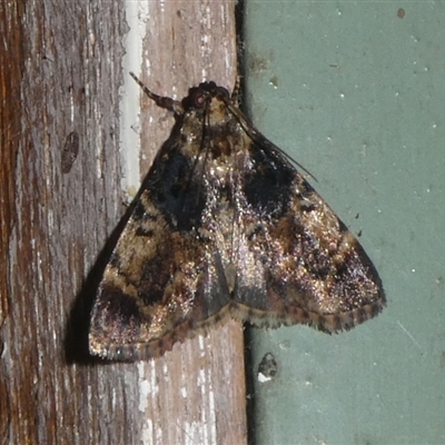 Orthaga atribasalis (A Pyralid moth (Epipaschiinae) at Charleys Forest, NSW - 27 Nov 2024 by arjay