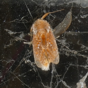 Pseudanapaea (genus) at Charleys Forest, NSW - suppressed